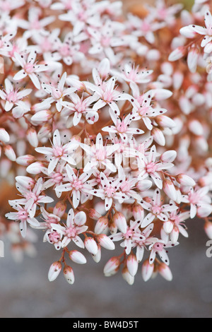 Sedum Album. Korallen Teppich. Stockfoto