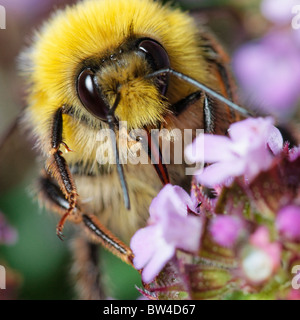 Eine Biene, möglicherweise ein Seeadler Bumblebee Bombus Lucurom, Fütterung auf eine Blume. Stockfoto