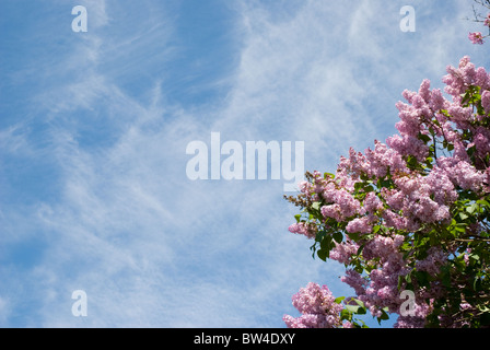 Holunder - Busch Blumen im Gegensatz zu den blauen Himmel Stockfoto