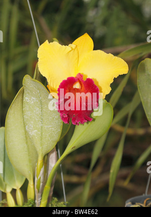 Nong Nooch botanischen & Tropical Garden, Chonburi, Pattaya, Thailand-Oktober 2010 Stockfoto