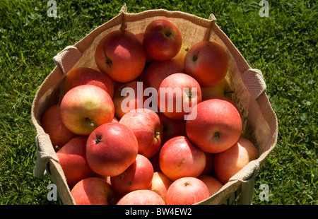 Schönheit der Badewanne Äpfel im hessischen meschotschek Stockfoto