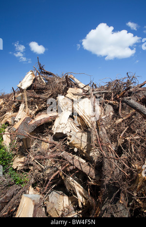 Energie Holz Biomasse aus Kahlschlag Bereich gesammelt und später in Kraftwerken verbrannt, Finnland Stockfoto