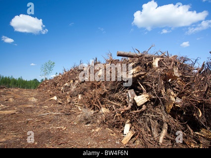 Energie Holz und Biomasse gesammelt von einem klaren Bereich schneiden und später in einem Kraftwerk verbrannt, Finnland Stockfoto