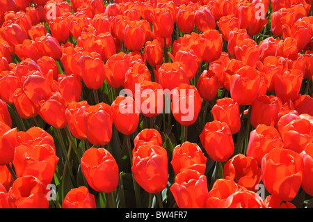 Bunte Tulpen Blumen blühen im Frühjahr. Stockfoto