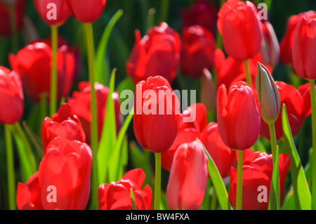 Bunte Tulpen Blumen blühen im Frühjahr. Stockfoto