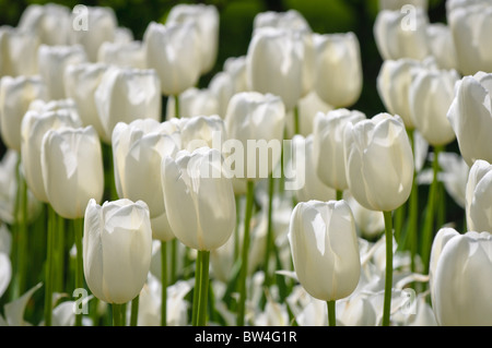 Bunte Tulpen Blumen blühen im Frühjahr. Stockfoto