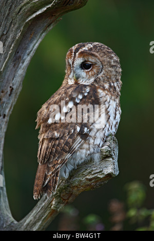 Waldkauz (Strix Aluco) auf toter Baum Stockfoto