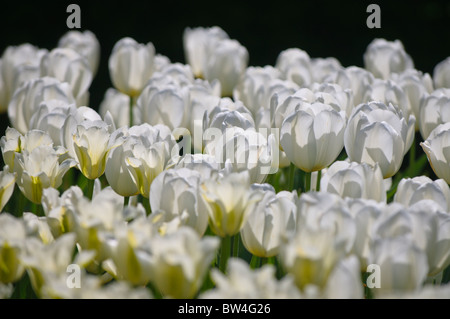 Bunte Tulpen Blumen blühen im Frühjahr. Stockfoto