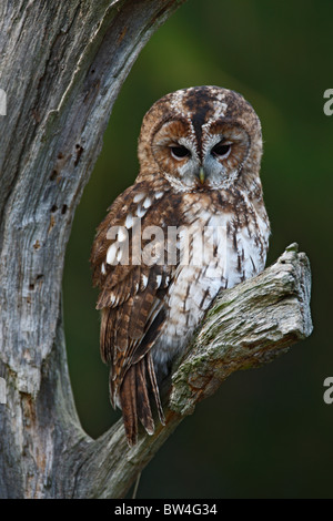 Waldkauz (Strix Aluco) auf toter Baum Stockfoto
