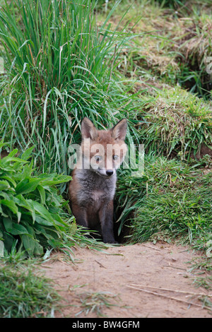 Rotfuchs (Vulpes Vulpes) Cub am Eingang zur Erde Stockfoto