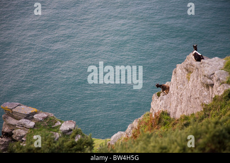 Ziegen auf einer Klippe in der nähe von Lynton, Tal der Felsen Stockfoto