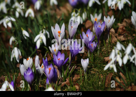 Wilde Krokus mehrjährige Blumen des Frühlings mit Schnee fällt in den Vordergrund und Hintergrund unscharf. Stockfoto