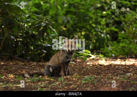 Eine wilde urban Fuchs unter einigen Bäumen im Schatten in einem Londoner Park sitzen. Stockfoto