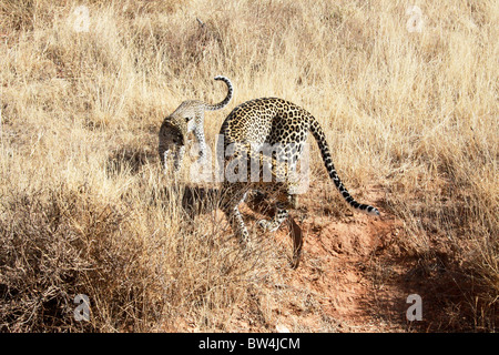 Kenya, Samburu National Reserve, Kenia, Leopard, Panthera Pardus Mutter und Jungtier fotografiert im August Stockfoto