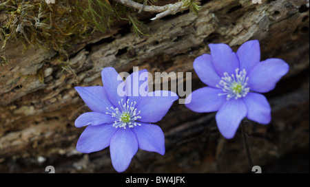 Hepatica Nobilis, gemeinsame Leberblümchen, Liverlief, Kommunalanleihen Makro Stockfoto