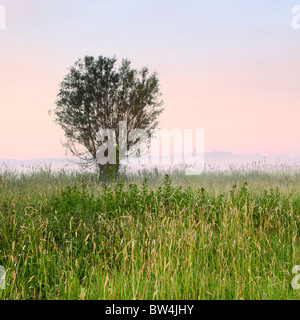 Gekappte Weidenbaum im Morgengrauen Nebel in der Nähe von Kingsbury Episcopi auf der Somerset Levels Stockfoto