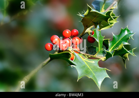 Nahaufnahme eines gemeinsamen Holly mit roten Beeren Stockfoto