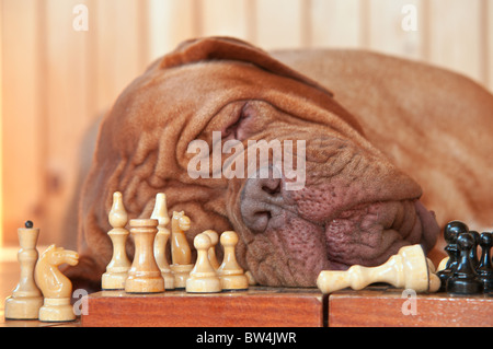 Hund ist müde von spielen Schach Stockfoto