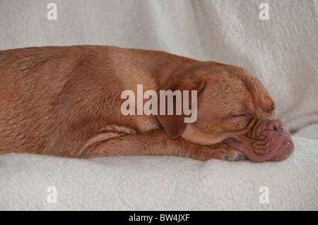 Süßer Welpe schlafend auf sofa Stockfoto