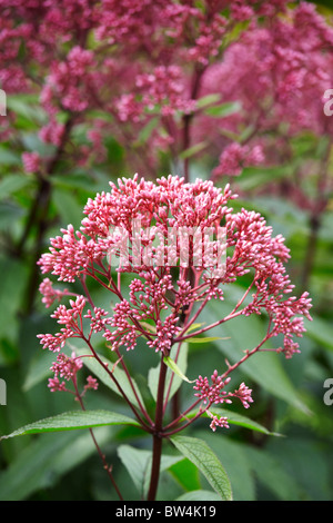 Eupatorium Purpureum 'Subspecies Maculatum Atropurpureum' Joe Pye Weed Stockfoto