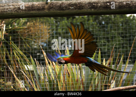 Eine fliegende Ara Papagei in einer Voliere. Stockfoto