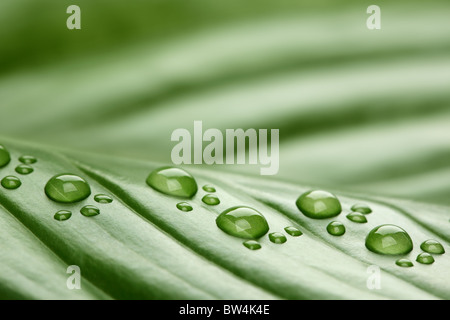 Fußabdruck Wassertropfen auf Blatt Stockfoto