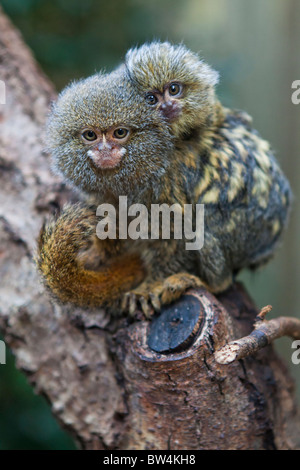 Pygmy Krallenaffen oder Zwerg Affen (Cebuella Pygmaea) Stockfoto