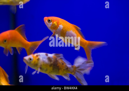 Goldfische schwimmen in einem Aquarium mit Wasser Stockfoto, Bild