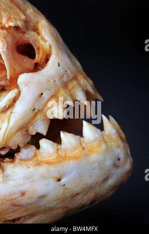 Große Piranhas Skelett von Amazonas Stockfoto