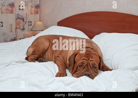 Riesiger Hund schlafend auf Master Bett Stockfoto