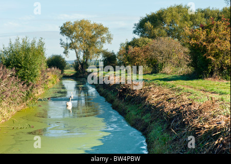 Somerset Levels im Herbst in der Nähe von Highbridge auf dem Fluß Parrett trail Stockfoto