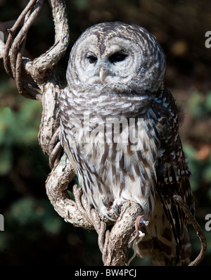 Howell Naturzentrum Wildtiere schießen. Alle Fotos sind For Sale Kontakt Northwardimages.com Stockfoto