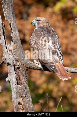 Howell Naturzentrum Wildtiere schießen. Alle Fotos sind For Sale Kontakt Northwardimages.com Stockfoto