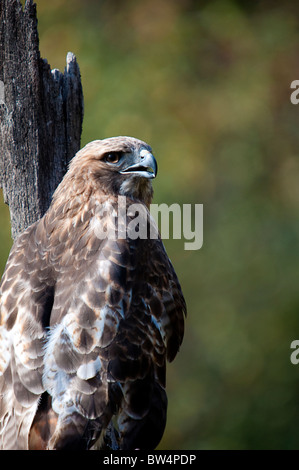 Howell Naturzentrum Wildtiere schießen. Alle Fotos sind For Sale Kontakt paulcannonstudio.com Stockfoto