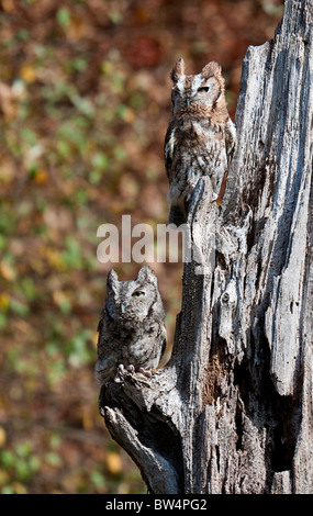 Howell Naturzentrum Wildtiere schießen. Alle Fotos sind For Sale Kontakt paulcannonstudio.com Stockfoto