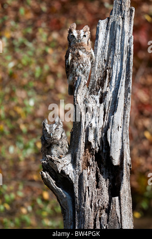 Howell Naturzentrum Wildtiere schießen. Alle Fotos sind For Sale Kontakt paulcannonstudio.com Stockfoto