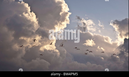 Eine Herde von Rosaflamingos im Flug an den Fluss Gediz Marschland der Cigli Izmir, Türkei. Stockfoto