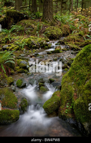 Dieses schöne kleine Bach in der Nähe Nooksack Falls, Washington, ist ein hervorragendes Beispiel einer Regenwald-Umgebung. Stockfoto