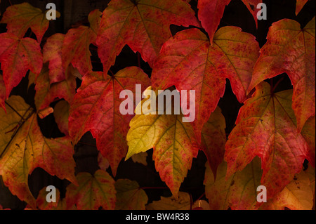 Boston-Efeu (Parthenocissus Tricuspidata) Blätter gefärbt rot und Orange mit Herbstfärbung. Stockfoto
