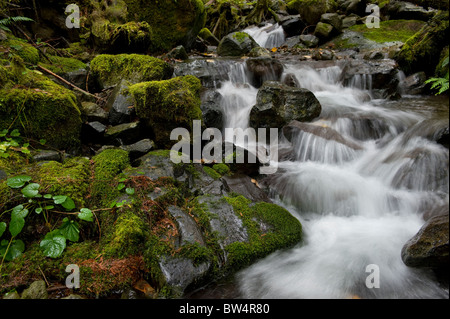 Dieses schöne kleine Bach in der Nähe Nooksack Falls, Washington, ist ein hervorragendes Beispiel einer Regenwald-Umgebung. Stockfoto