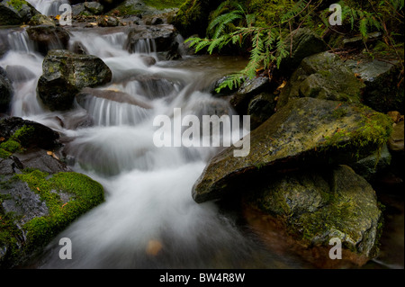 Dieses schöne kleine Bach in der Nähe Nooksack Falls, Washington, ist ein hervorragendes Beispiel einer Regenwald-Umgebung. Stockfoto