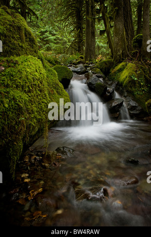 Dieses schöne kleine Bach in der Nähe Nooksack Falls, Washington, ist ein hervorragendes Beispiel einer Regenwald-Umgebung. Stockfoto