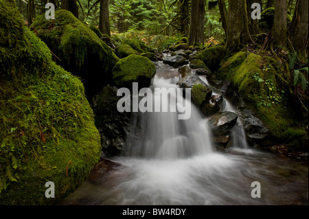 Dieses schöne kleine Bach in der Nähe Nooksack Falls, Washington, ist ein hervorragendes Beispiel einer Regenwald-Umgebung. Stockfoto