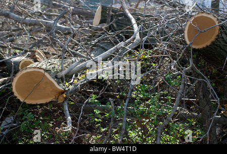 Baum-Stämme gefällt, wegzuräumen gesunde Bäume für Gebäude Stockfoto