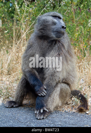 Chacma Pavian im Nationalpark Cape, Cape Town, Südafrika Stockfoto