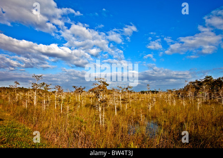 Zwerg-Zypressenwald, Everglades-Nationalpark, Florida, USA Stockfoto