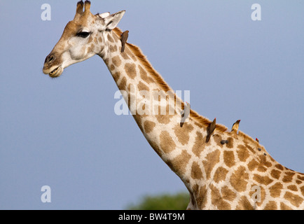 Giraffe (Giraffa Camelopardis) mit rot-billed Oxpeckers (Buphagus Erythrorhyncus) auf seinem Hals Stockfoto