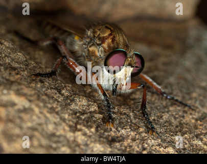 Ein Räuber-Fly (Familie Asilidae), Südafrika Stockfoto