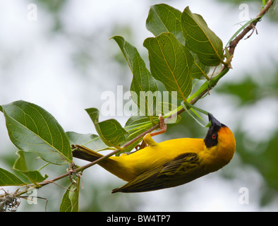 Südlichen maskierte Weber (Ploceus Velatus) weben seine hängenden nest o Stockfoto