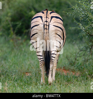 Ebenen Zebra (Equus Quagga), früher bekannt als Burchell Zebra (Equus Burchelli) mit rot-billed Oxpeckers auf dem Rücken Stockfoto